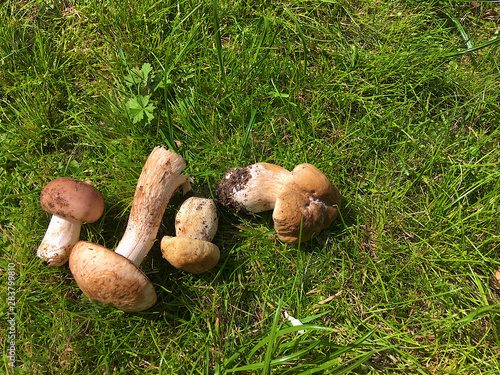 mushroom harvest on green grass