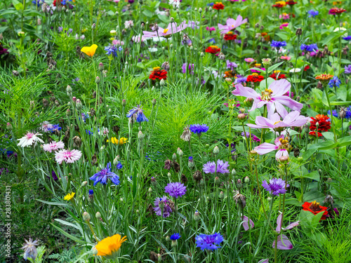 blooming meadow full of beautiful wildflowers