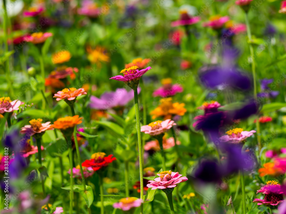 blooming meadow full of beautiful wildflowers blooming meadow full of beautiful wildflowers