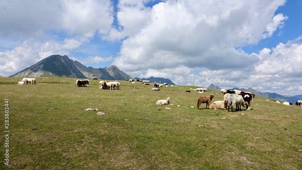 Schafherde in den Alpen, Dolomiten