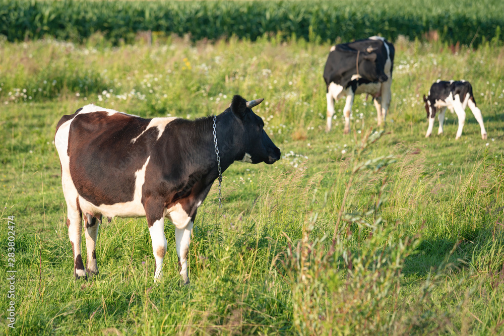 Cows graze on a juicy meadow on a summer day Cows graze on a juicy meadow on a summer day