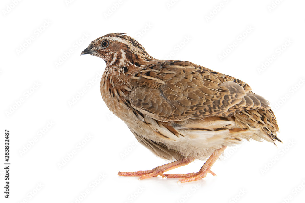 Wild quail, Coturnix coturnix, isolated on a white background Wild quail, Coturnix coturnix, isolated on a white background