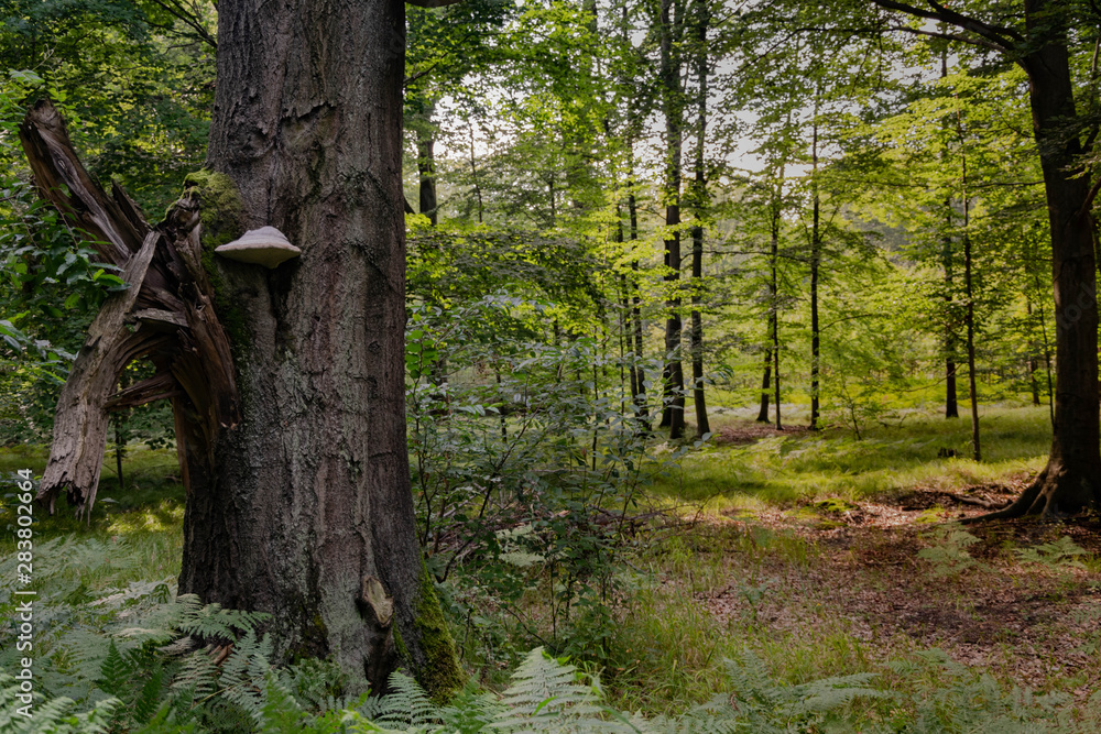 Fototapeta premium trees in the forest