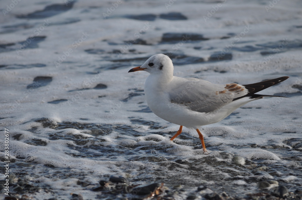 The beautiful bird Larus ridibundus (Black-headed Gull) in the natural environment The beautiful bird Larus ridibundus (Black-headed Gull) in the natural environment