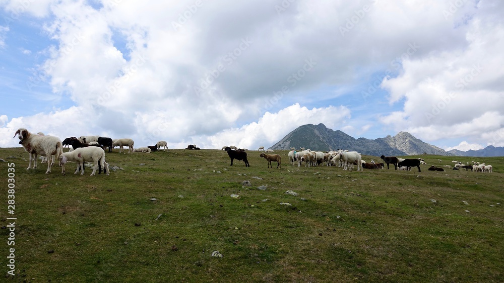 Obraz premium Schafherde in den Alpen, Dolomiten
