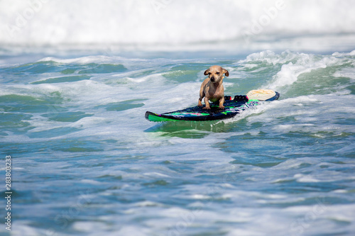 Surf Dog