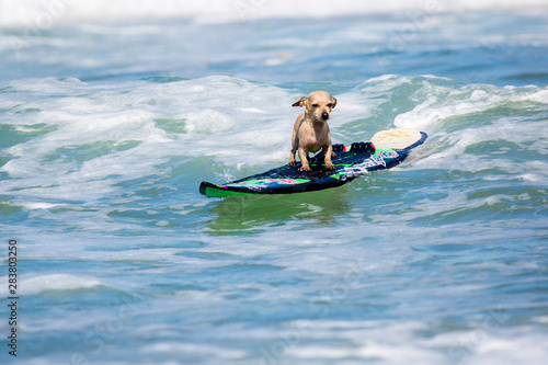 Surf Dog