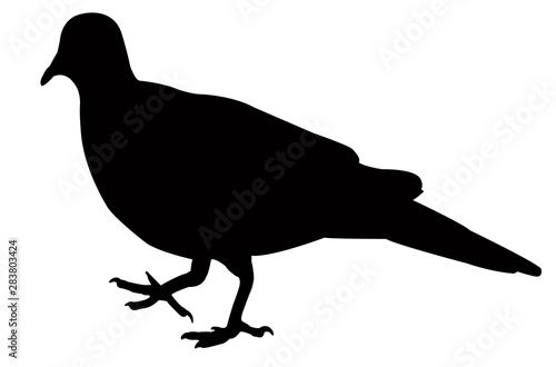 a pigeon body silhouette vector