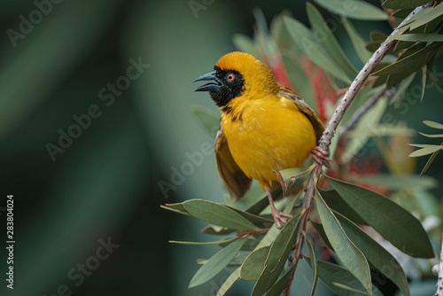 Close up view of a black naped oriole photo