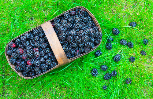  Basket of freshly picked blackberries on a background of green grass. View from the top.