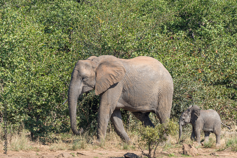 Fototapeta premium African Elephant cow and calf walking at Sable Dam