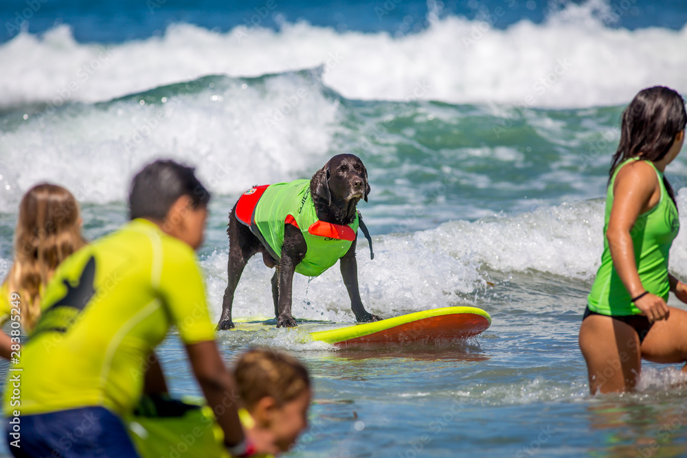 Obraz premium Surf Dogs