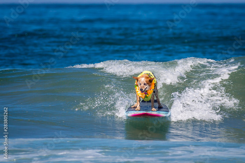 Dog surfing at Del Mar Surf-a-Thon
