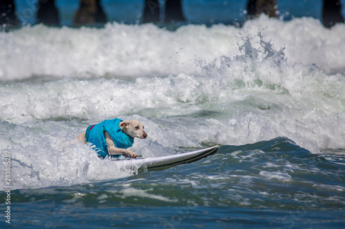 Surf Dogs photo