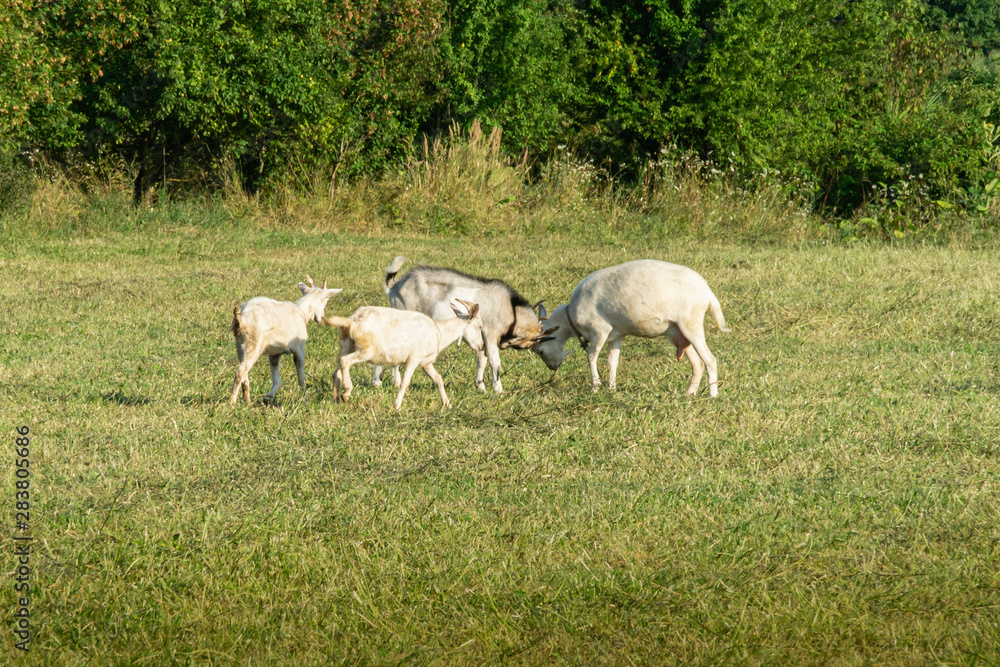 White goat with goats graze on green meadow. Summer sunny day. Theme of nature, rural recreation and agriculture White goat with goats graze on green meadow. Summer sunny day. Theme of nature, rural recreation and agriculture