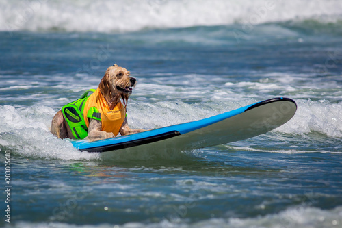 Surf Dogs © Lance