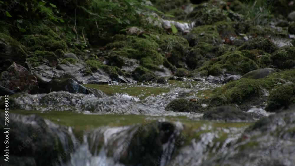 Low angle scenic view of stream in woods Low angle scenic view of stream in woods