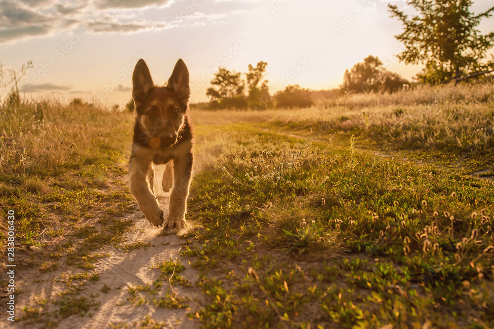 Happy german shepherd puppy playing and runs in the countryside, closeup, day Happy german shepherd puppy playing and runs in the countryside, closeup, day