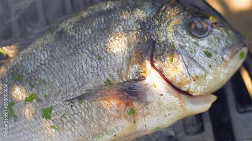  Gilt-head bream dorade grilled nature photo