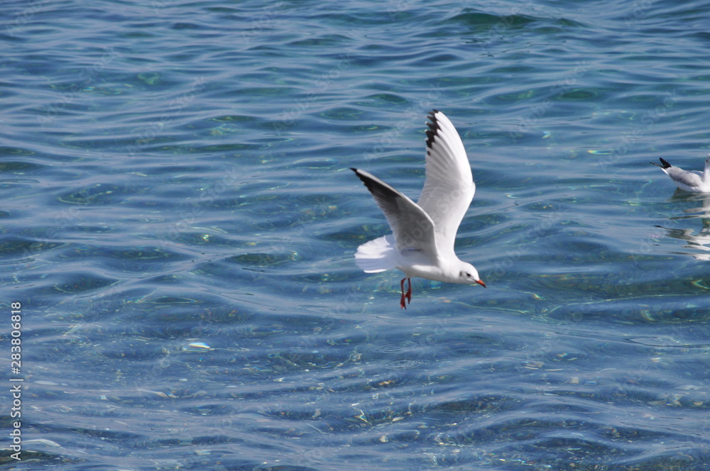 Obraz premium The beautiful bird Larus ridibundus (Black-headed Gull) in the natural environment