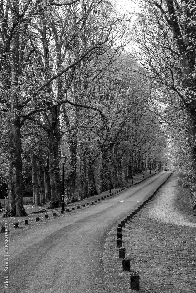 Small asphalt road between trees, Scotland, UK