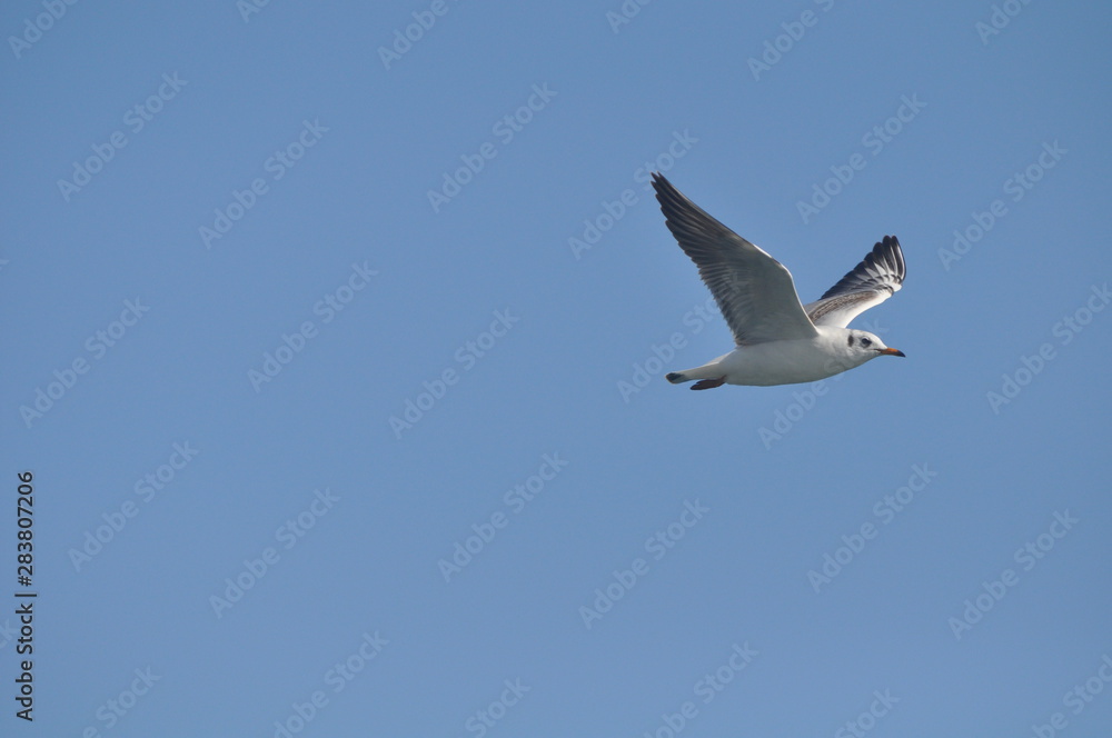 The beautiful bird Larus ridibundus (Black-headed Gull) in the natural environment The beautiful bird Larus ridibundus (Black-headed Gull) in the natural environment