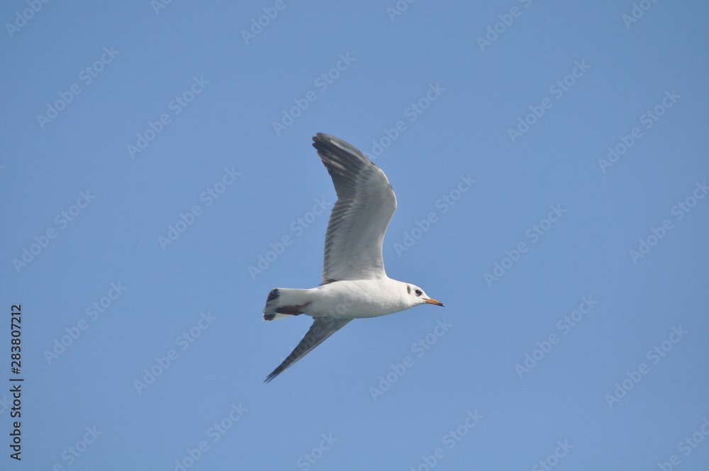 Obraz premium The beautiful bird Larus ridibundus (Black-headed Gull) in the natural environment