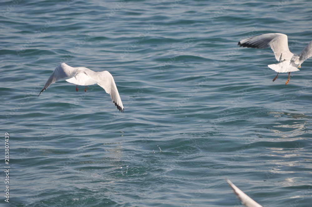 The beautiful bird Larus ridibundus (Black-headed Gull) in the natural environment The beautiful bird Larus ridibundus (Black-headed Gull) in the natural environment