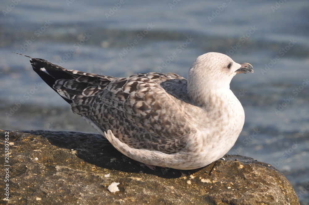 The beautiful bird Larus ridibundus (Black-headed Gull) in the natural environment The beautiful bird Larus ridibundus (Black-headed Gull) in the natural environment