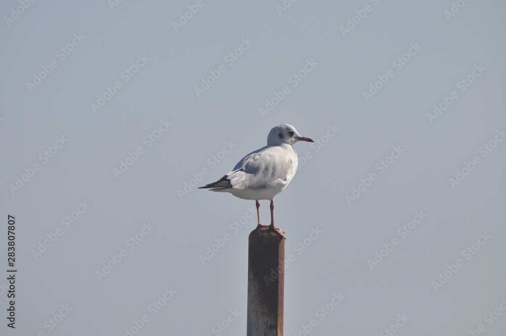 The beautiful bird Larus ridibundus (Black-headed Gull) in the natural environment The beautiful bird Larus ridibundus (Black-headed Gull) in the natural environment