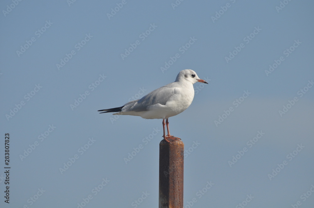 The beautiful bird Larus ridibundus (Black-headed Gull) in the natural environment The beautiful bird Larus ridibundus (Black-headed Gull) in the natural environment