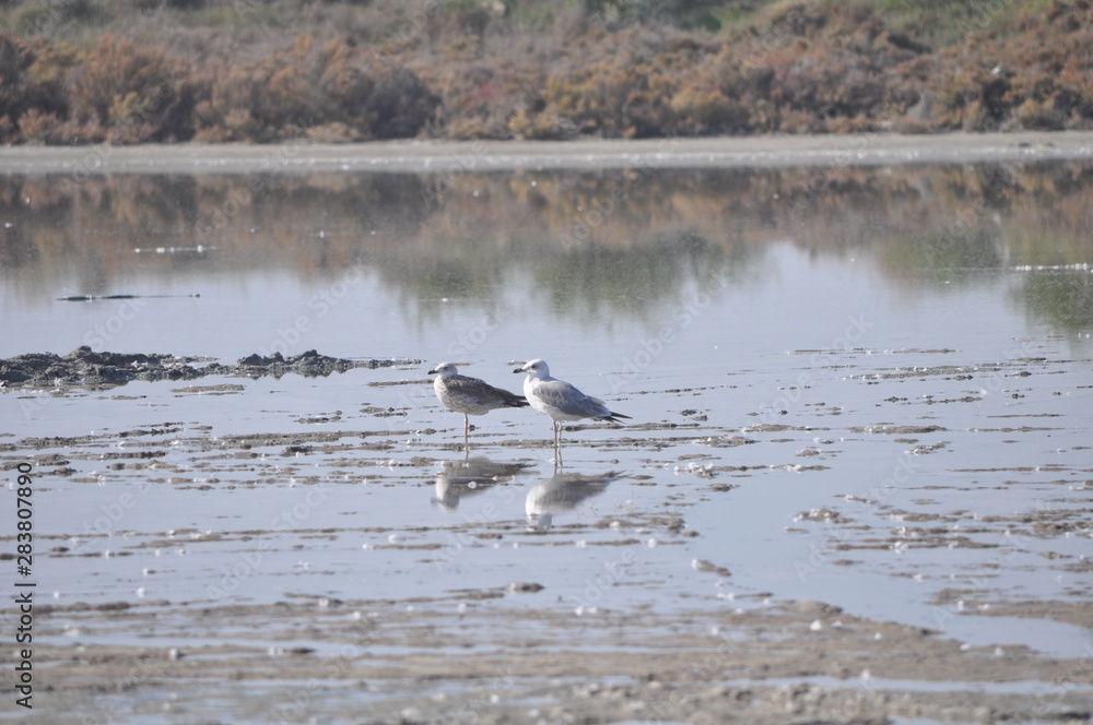 The beautiful bird Larus ridibundus (Black-headed Gull) in the natural environment The beautiful bird Larus ridibundus (Black-headed Gull) in the natural environment