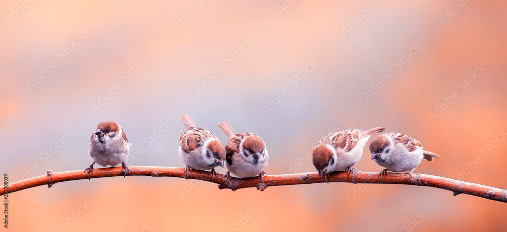 Naklejka beautiful nature background with funny little Chicks of a bird a Sparrow standing on a branch in Sunny Park
