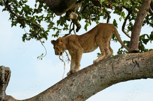 Junger Baumlöwe klettert vom Baum im Ishasha Sektor des Queen Elizabeth Nationalparks in Uganda