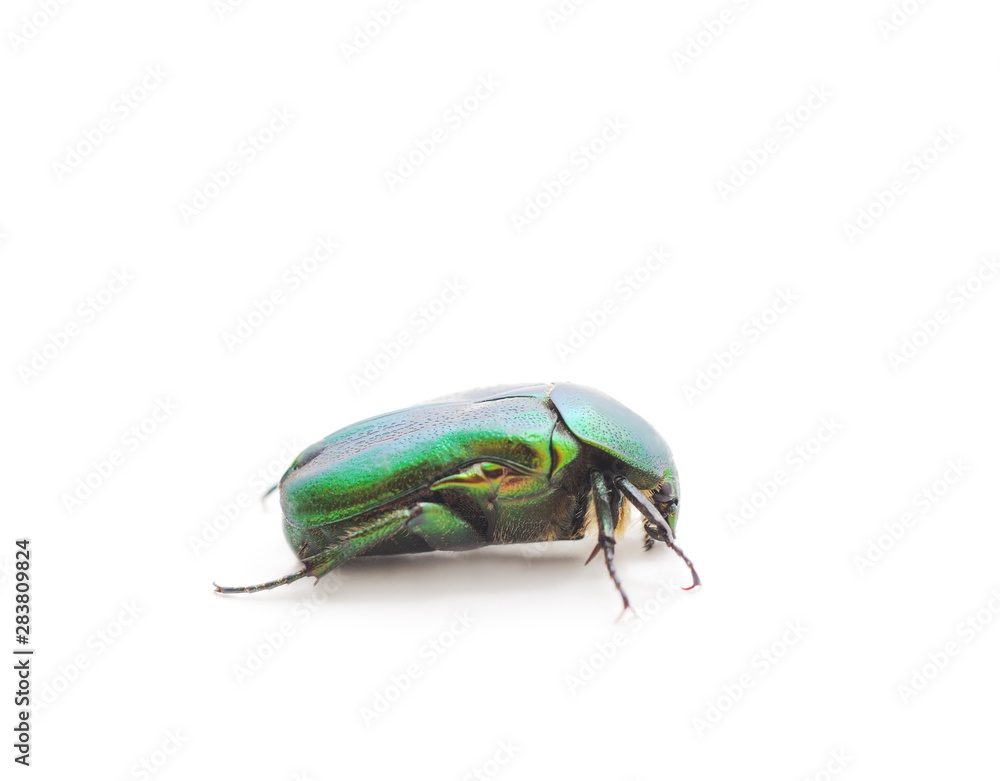 One green firefly.