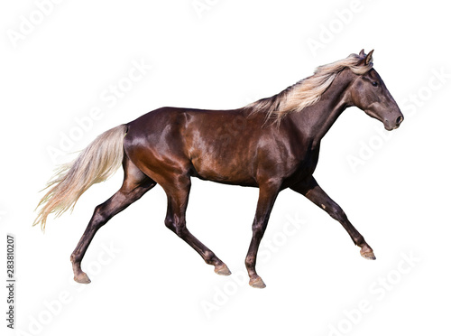 Silver-black horse breed Rocky Mountain on white background isolated
