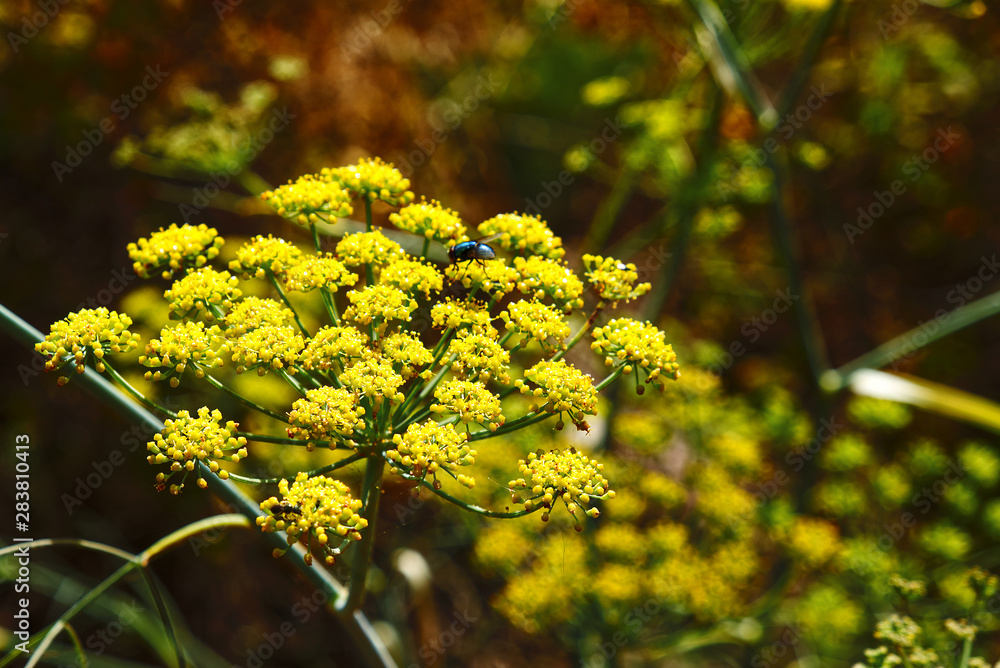 Blüten – Blätter – Pflanzen in der freien Natur bei einer Fotowanderung südlich von La Matanza fotografiert. Blüten – Blätter – Pflanzen in der freien Natur bei einer Fotowanderung südlich von La Matanza fotografiert.