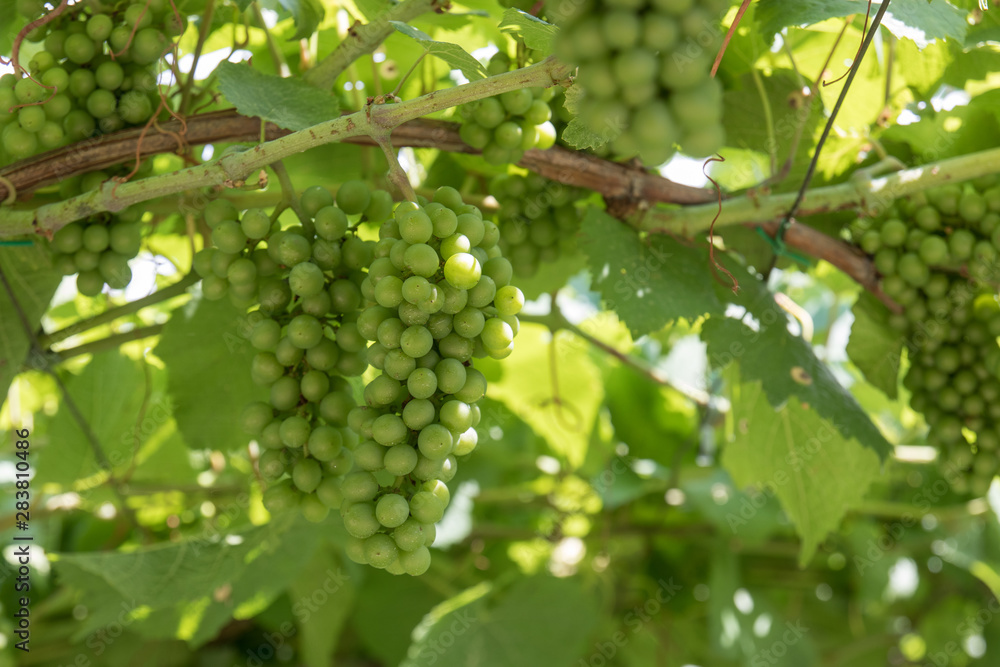 vineyard, vine plantation