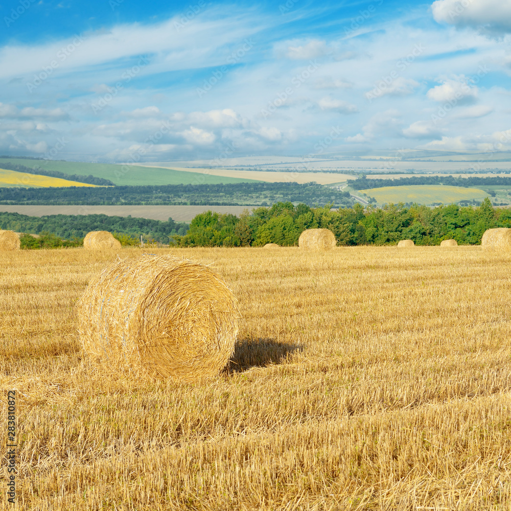 Straw bales on field after harvest