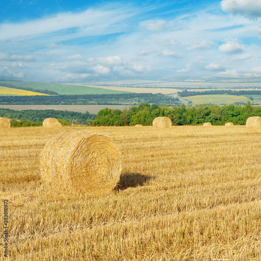 Fototapeta premium Straw bales on field after harvest