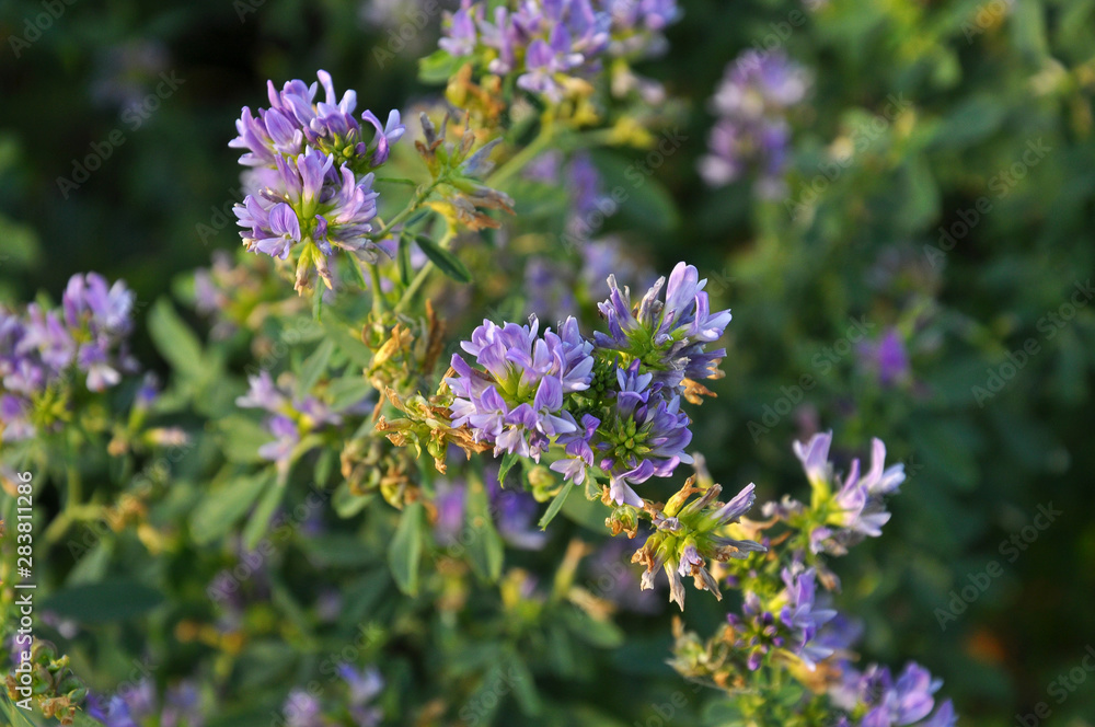 The field is blooming alfalfa