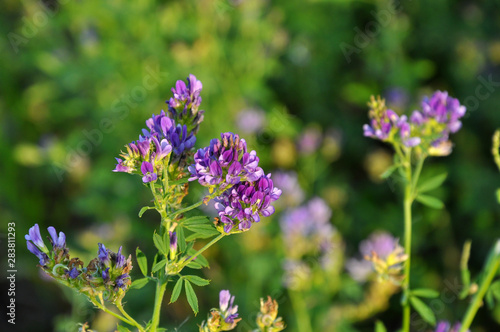 Wallpaper Mural The field is blooming alfalfa Torontodigital.ca