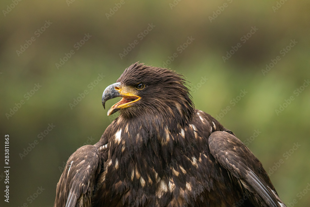 Detailed photo of an angry eagle on green natural background. Amazing hunter, very dangerous yet endangered.