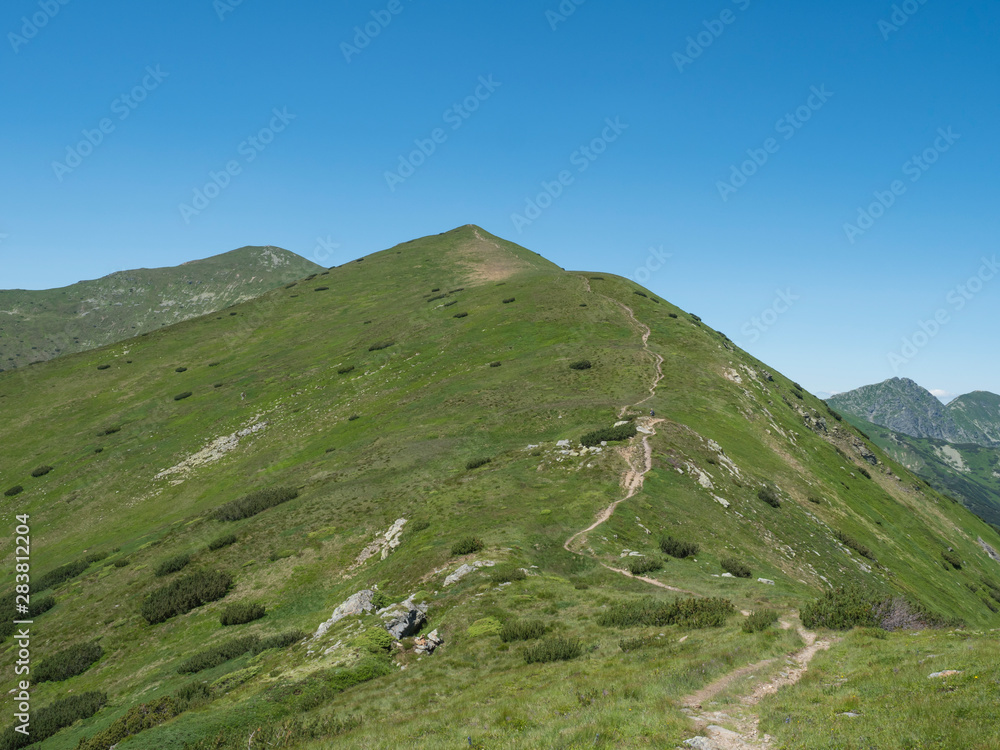 Obraz premium Beautiful mountain landscape of Western Tatra mountains or Rohace with hiking trail on ridge. Sharp green grassy rocky mountain peaks with scrub pine and alpine flower meadow. Summer blue sky