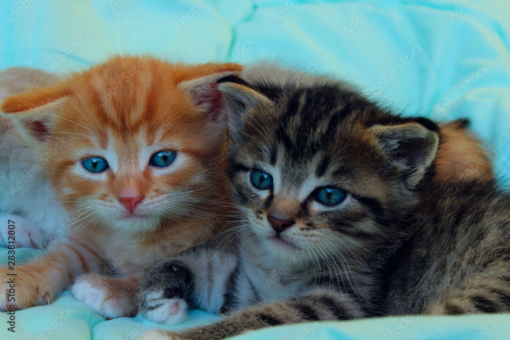 Pets, animals, family, animals day concept. Cute playful kittens.  Colorful kittens indoors.
