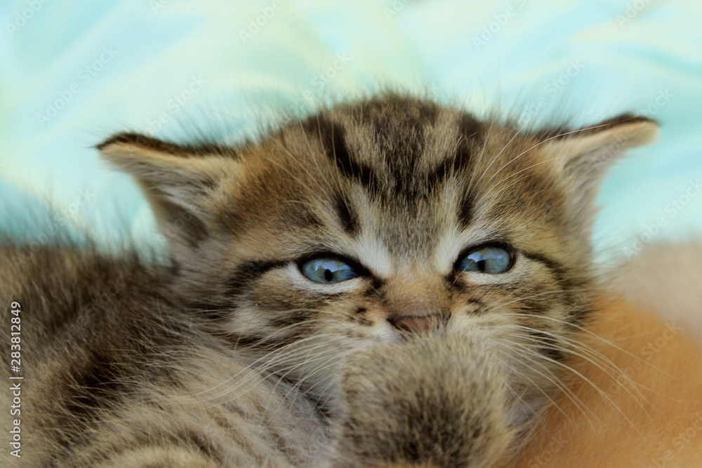 Cute little kitten, close up. Tabby kitten lying indoors, cropped shot. Animals, pets concept.