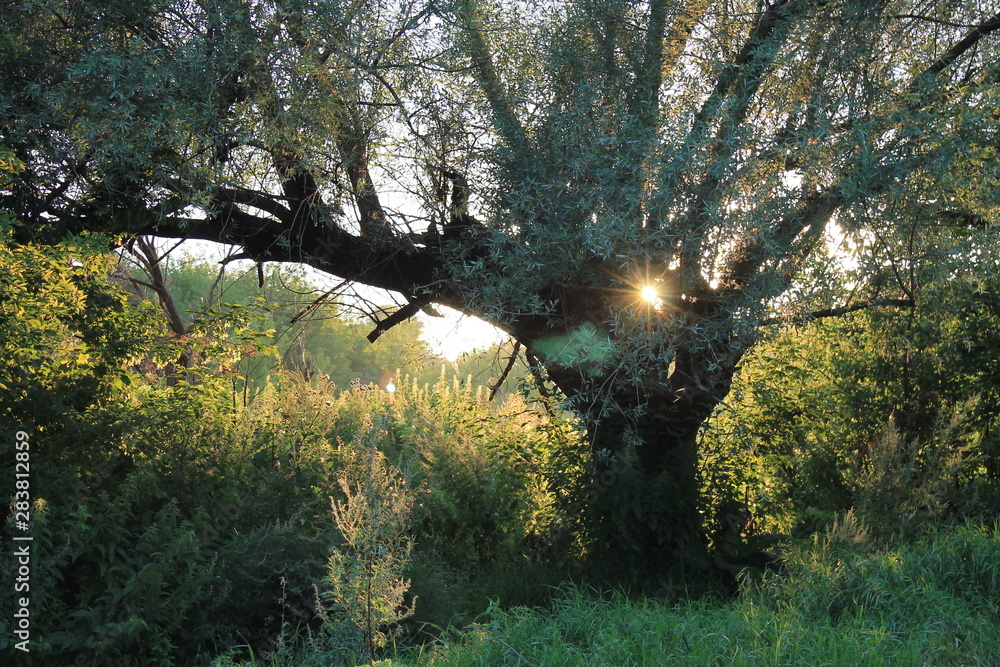 Fototapeta premium sunset in the tree