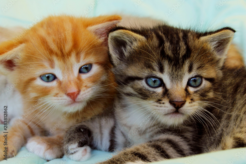 Pets, animals, family, animals day concept. Cute playful kittens.  Colorful kittens indoors.