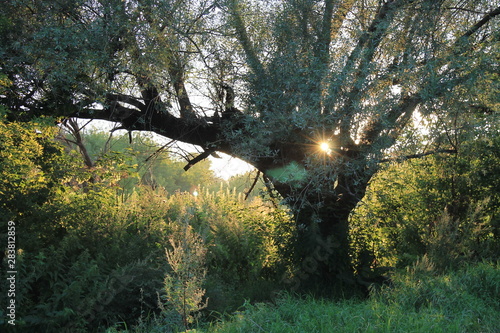 sunset in the tree