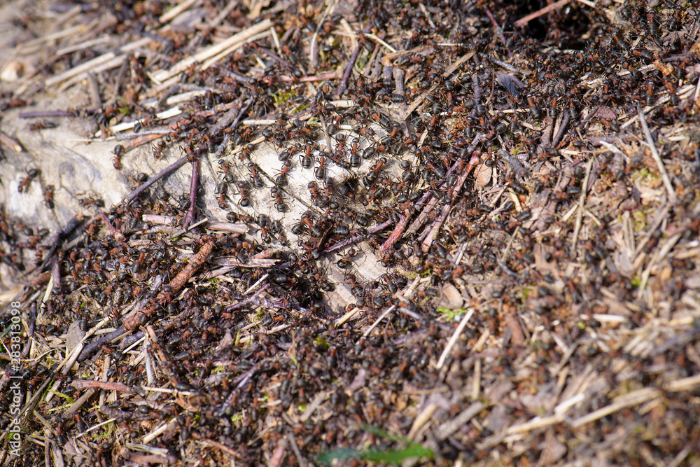 Fototapeta premium Red forest ants, wood ant Formica rufa - severe security at the entrance to the ant house (anthill)